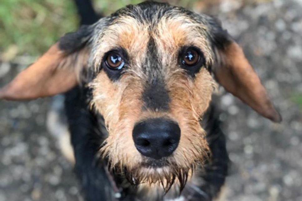 „Eddi“ ist verschmust und versteht sich prima mit anderen Hunden.