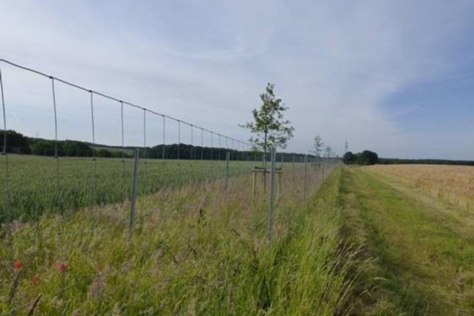 2018 neu angelegte Feldhecke (Foto: UNB Kreis Ostholstein)