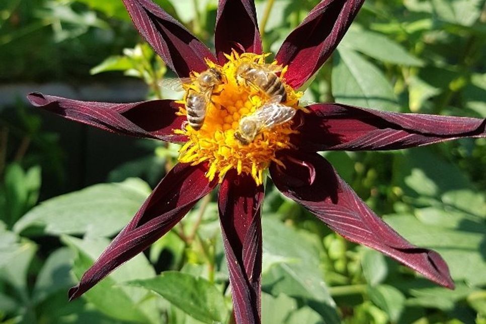 Wildbienen an einer Dahlienblüte