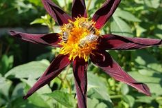 Wildbienen an einer Dahlienblüte