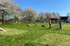 Das Kirschblütenfest in Kellenhusen ist eine Veranstaltung für die ganze Familie.