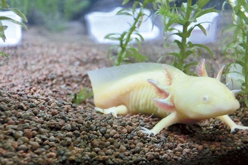 Unter dem Motto „Aquarium im Klassenzimmer“ kann eine Schulklasse eine zweiwöchige Betreuung eines Aquariums mit Axolotl gewinnen. (Foto: SEA LIFE)