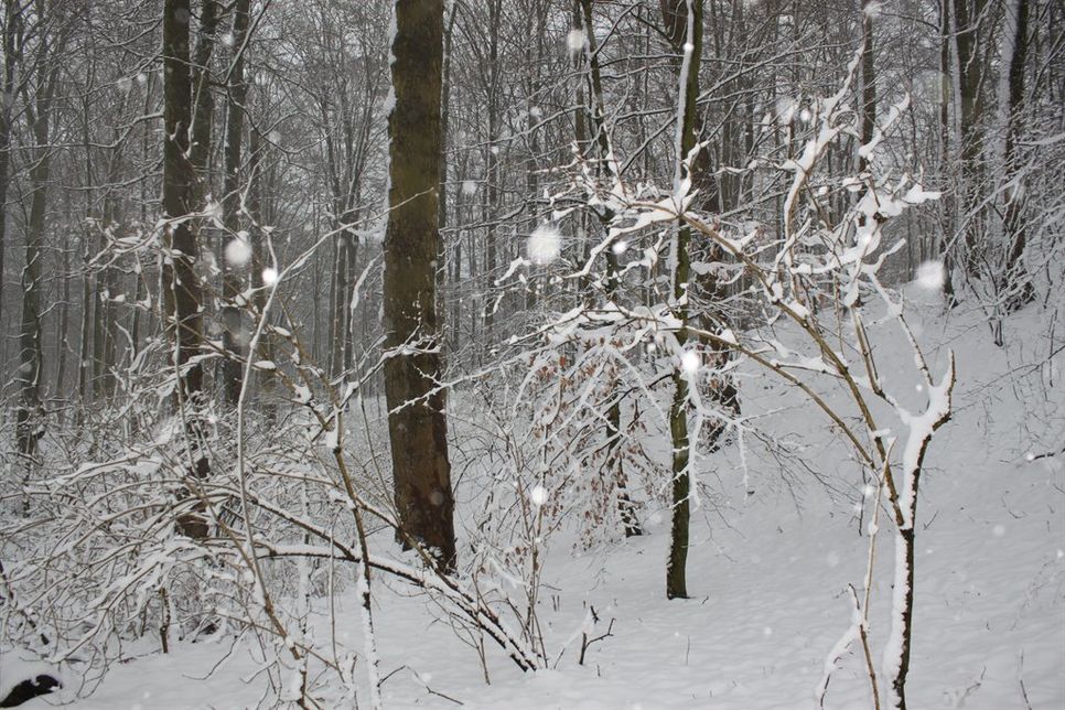 Schneeverhangene Bäume und Sträucher.