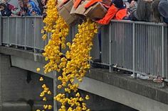 Eine wahre Flut an gelben Enten wird sich auch in diesem Jahr an dem Entenrennen in Neustadt beteiligen.