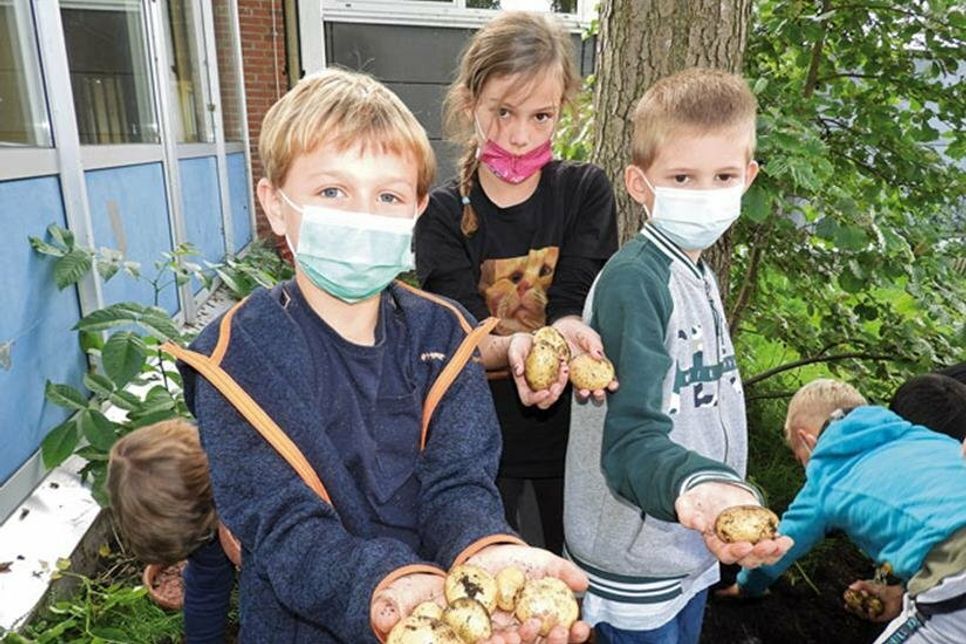 Reiche Ernte: Im Klassengarten wurden Kartoffeln gebuddelt.