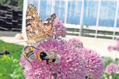 Kräuter sind nektarreiche Pflanzen, die Insekten reichlich Nahrung bieten. (Foto: djd)