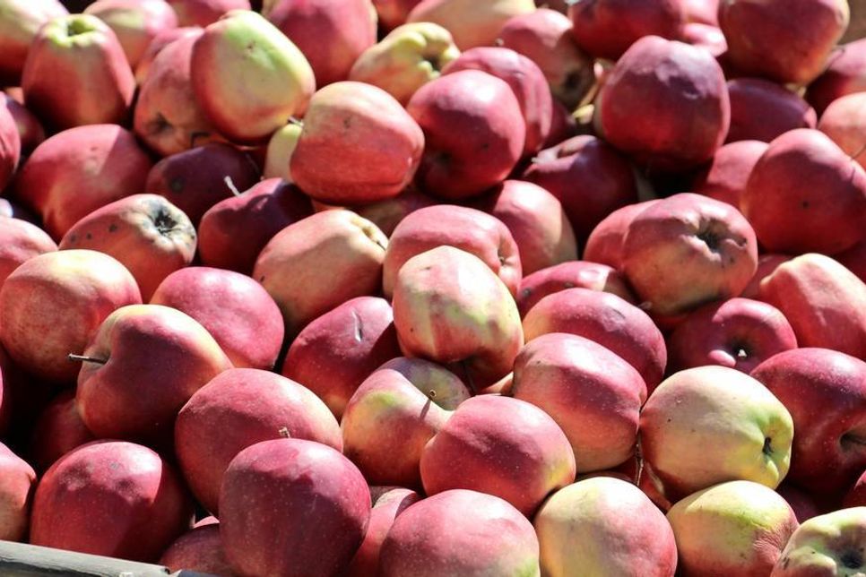 Zum Anbeißen: Frische Äpfel in großer Vielfalt.