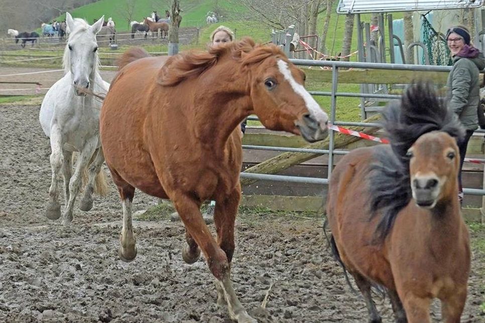 Runter von der Koppel, rein ins Training: Beim Turnier am 7. Mai können große und kleine Reiter zeigen, was sie mit den Pferden und Ponys im Reitunterricht alles gelernt haben.