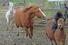 Runter von der Koppel, rein ins Training: Beim Turnier am 7. Mai können große und kleine Reiter zeigen, was sie mit den Pferden und Ponys im Reitunterricht alles gelernt haben.