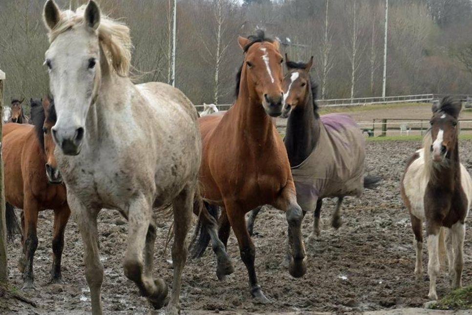 Wer einfach mal auf Tuchfühlung mit den Pferden gehen möchte, kann auch als Zuschauer den Reitertagtrubel genießen - es gibt viel zu sehen.