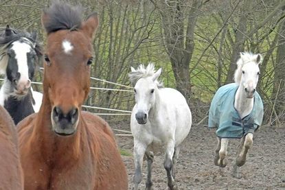 Im Galopp in den Frühling: Auf einen Tag rund ums Pferd dürfen sich Groß und Klein am 7. Mai freuen. Teilnehmer können sich jetzt auf Hof Gläserkoppel anmelden