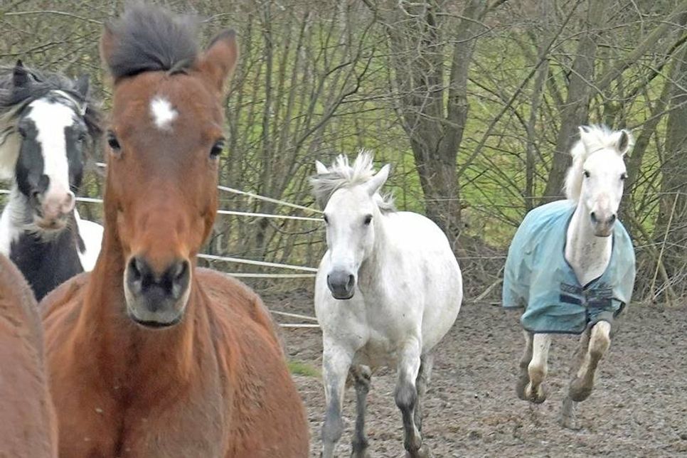 Im Galopp in den Frühling: Auf einen Tag rund ums Pferd dürfen sich Groß und Klein am 7. Mai freuen. Teilnehmer können sich jetzt auf Hof Gläserkoppel anmelden