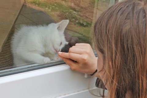 Die Kitten waren ein Anziehungspunkt.