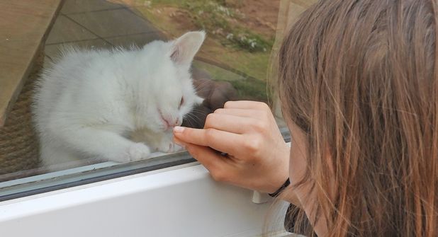 Die Kitten waren ein Anziehungspunkt.