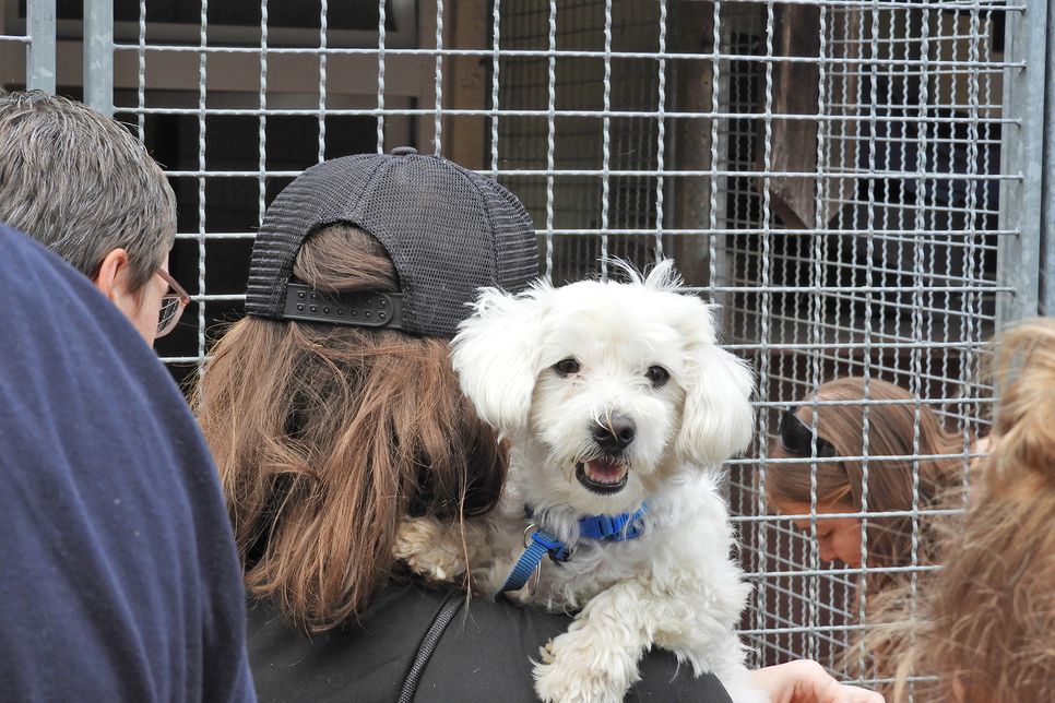 Viele Menschen hatten ihre Hunde dabei.