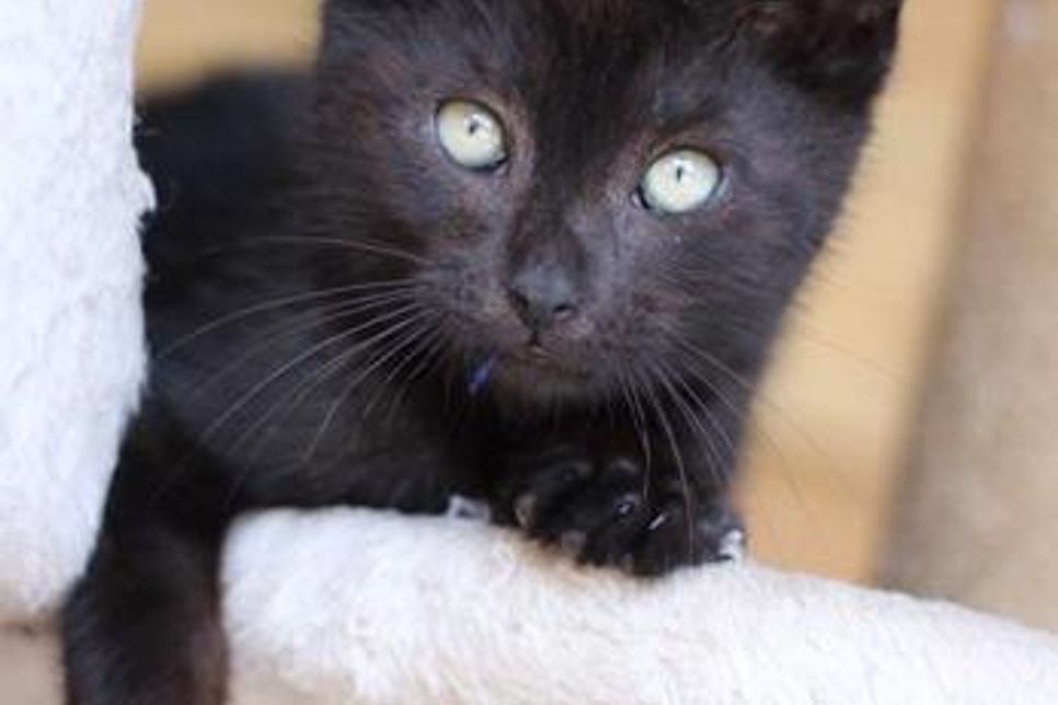 Kater Mogli sucht ein Zuhause mit einem Katzenfreund in ähnlichem Alter.