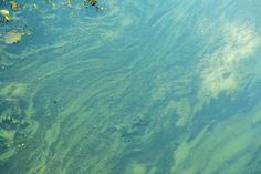 So könnten Blaualgen im Wasser aussehen. (Beispielbild)