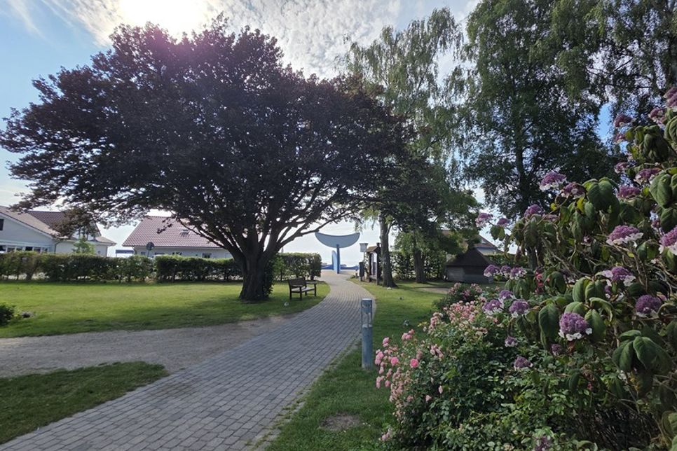 Die Buche (lks.) und die Birke (re.) im Kurpark, beide vom Pilzbefall betroffen, müssen in den kommenden Tagen entfernt beziehungsweise zurückgeschnitten werden.