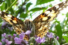 Im Naturerlebnisraum Schönwalde werden verschiedene Maßnahmen zum Schutz der Insektenwelt umgesetzt. Hier ein Distelfalter.