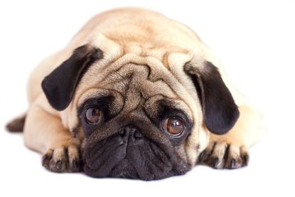 Woran erkennt man Qualzucht?
Qualzucht liegt vor, wenn körperliche Merkmale so extrem ausgeprägt sind, dass sie die Gesundheit beeinträchtigen. Typische Warnzeichen sind:
Atemprobleme
Der Hund röchelt, schnarcht auch im Wachzustand oder bekommt bei geringer Belastung schlecht Luft. Häufig betroffen sind kurzköpfige Rassen wie Französische Bulldogge oder Mops.
Bewegungsauffälligkeiten
Ein stark abfallender Rücken, unsicherer Gang oder frühe Gelenkprobleme können Hinweise sein, etwa beim Deutscher Schäferhund aus bestimmten Zuchtlinien.
Entzündete Hautfalten
Tiefe Falten, die regelmäßig gereinigt werden müssen und zu Entzündungen neigen, sind ein weiteres Anzeichen. Auch chronisch tränende oder hervortretende Augen gelten als Warnsignal.
Fortpflanzungsprobleme
Wenn Hündinnen regelmäßig per Kaiserschnitt entbinden müssen, deutet dies auf eine unnatürliche Körperform hin.
Übertriebene Körpermerkmale
Extrem kurze Schnauzen, sehr lange Rücken, übergroße Köpfe oder stark verkürzte B