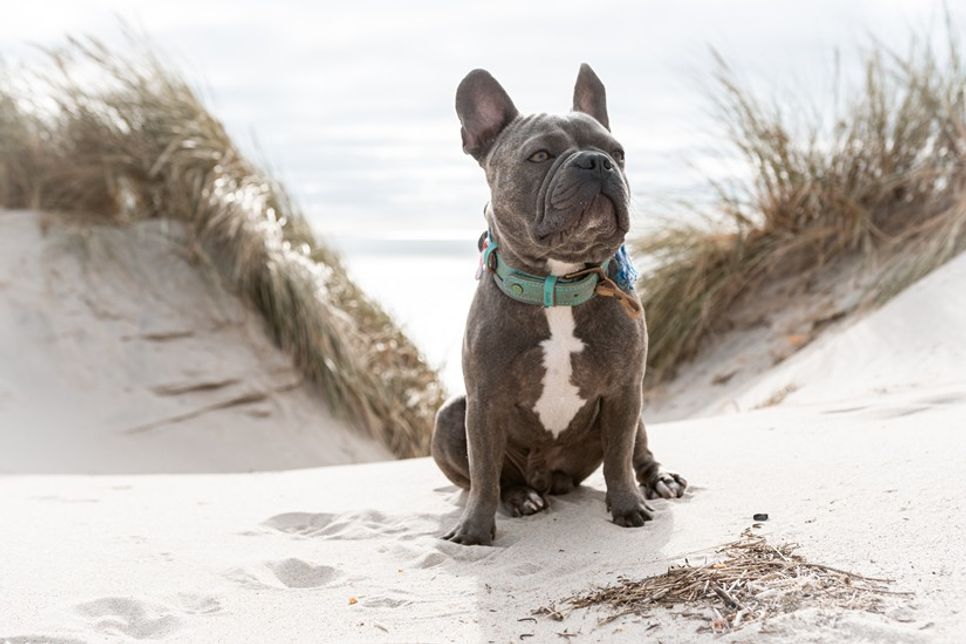 Rassen wie die Französische Bulldogge, der Mops oder die Englische Bulldogge leiden häufig unter Atemproblemen.