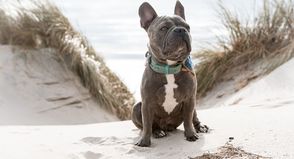 Rassen wie die Französische Bulldogge, der Mops oder die Englische Bulldogge leiden häufig unter Atemproblemen.