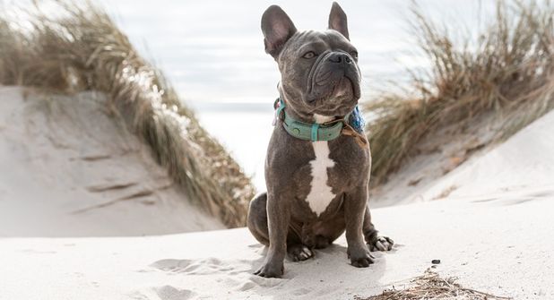Rassen wie die Französische Bulldogge, der Mops oder die Englische Bulldogge leiden häufig unter Atemproblemen.