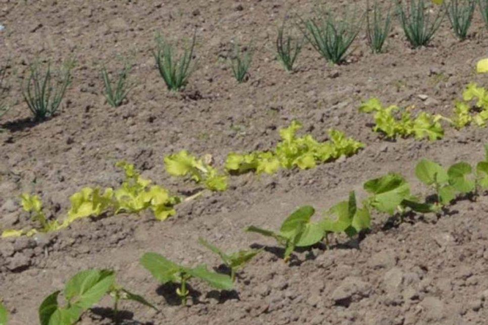 Für Gemüsekulturen hat sich der Anbau in Reihen bewährt. Pflegepfade im Meter-Abstand erleichtern die Gartenarbeiten.