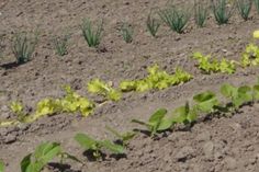 Für Gemüsekulturen hat sich der Anbau in Reihen bewährt. Pflegepfade im Meter-Abstand erleichtern die Gartenarbeiten.