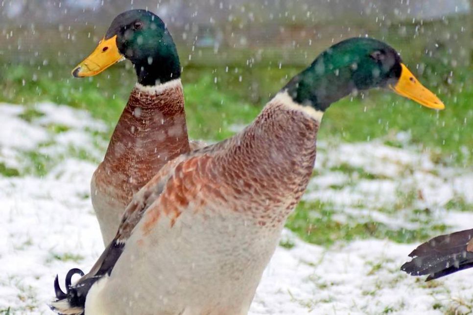 Die zwei Laufentenerpel „Donald“ und „Duffy“ suchen einen neuen Wirkungskreis. Bei Interesse bitte Kontakt zur Tierhilfe Ostholstein aufnehmen.  Montag bis Samstag von 9 bis 17 Uhr unter Tel. 04561/16267. (red)