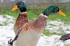 Die zwei Laufentenerpel „Donald“ und „Duffy“ suchen einen neuen Wirkungskreis. Bei Interesse bitte Kontakt zur Tierhilfe Ostholstein aufnehmen.  Montag bis Samstag von 9 bis 17 Uhr unter Tel. 04561/16267. (red)