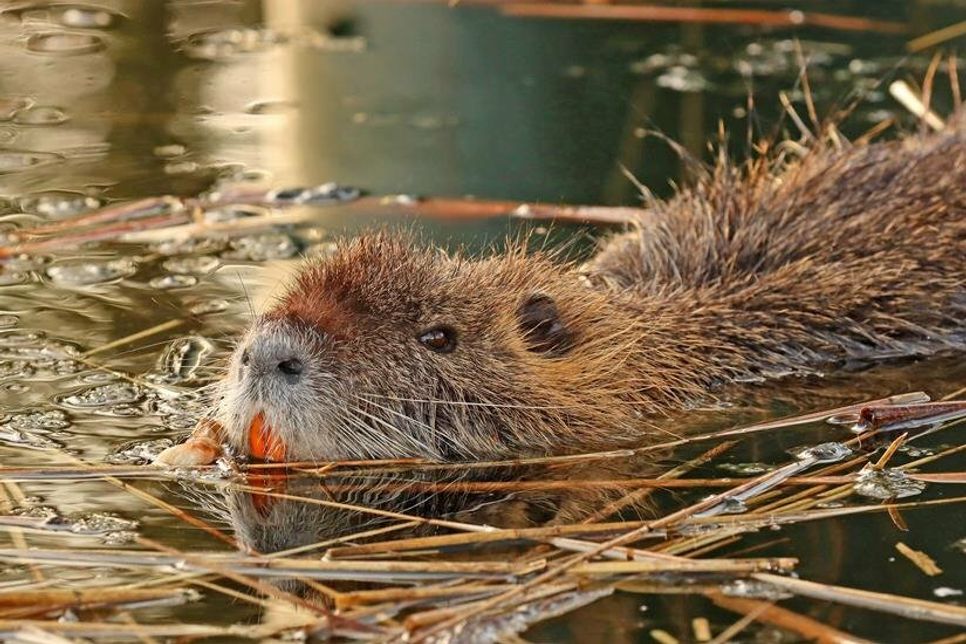 Ungewöhnlicher Nachbar: Seit mehreren Wochen hält sich ein junges Nutria-Männchen im und am Dietrichsdorfer Dorfteich auf.
