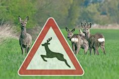 Der Fahrer verriss das Lenkrad, weil er einem kreuzenden Wildtier ausweichen musste. Dabei verlor er die Kontrolle über sein Fahrzeug.
