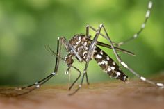 Nur die weiblichen Tiere saugen Blut und verursachen die juckenden Mückenstiche.