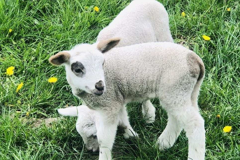Zwei kleine Lämmer wurden von einer Weide in Grube entwendet (Archivbild).