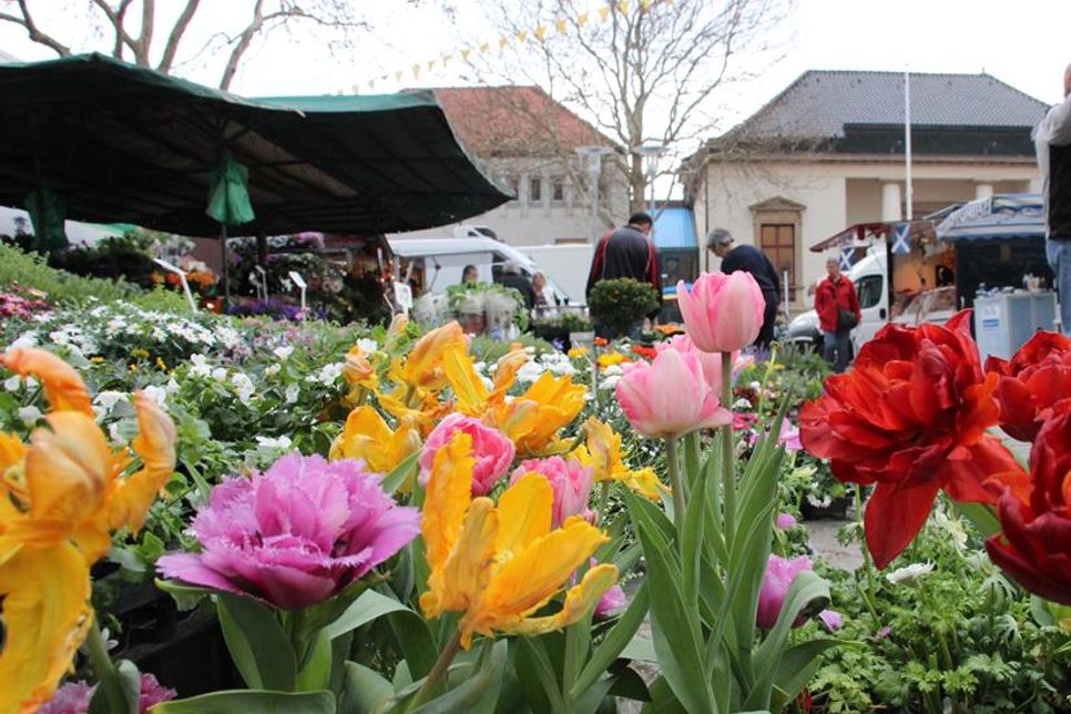 Frisch, regional, lecker – der Neustädter Wochenmarkt am Gründonnerstag lädt ein, sich mit allem für das Osterfest einzudecken.
