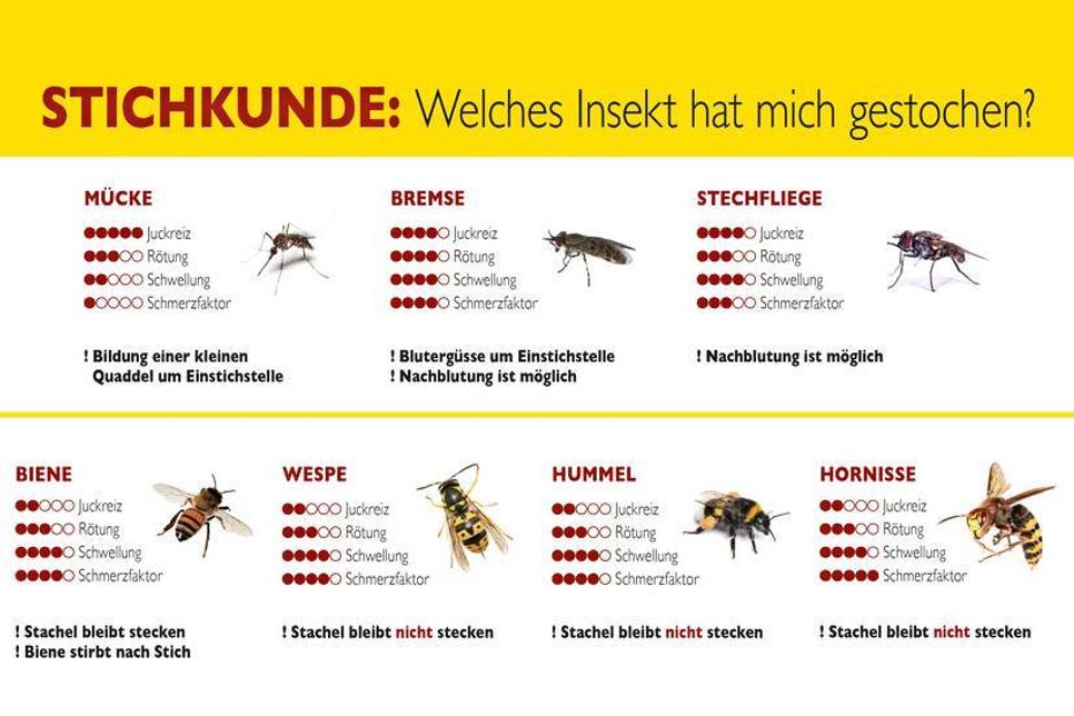Insektenstiche erkennen und zuordnen, allergische Reaktion vom Facharzt abklären lassen.