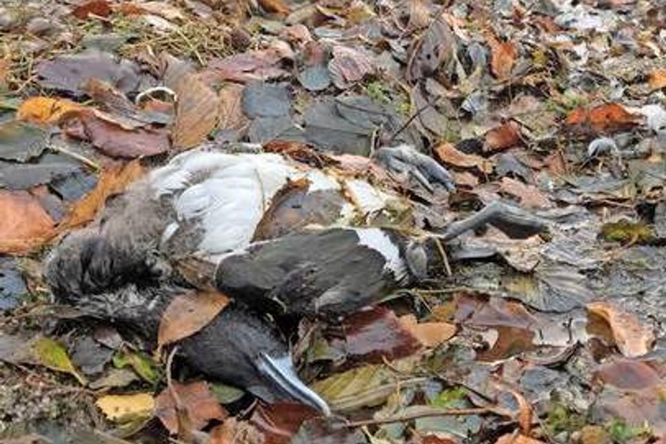 Am Ufer der Prinzeninsel im Plöner See ist eine tote Reiherente angespült worden. Vor allem diese Vogelart scheint von der Vogelgrippe betroffen zu sein. Mitarbeiter der Stadt suchen die Uferbereiche ab und sammeln die infizierten Kadaver ein.