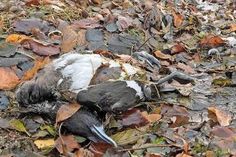 Am Ufer der Prinzeninsel im Plöner See ist eine tote Reiherente angespült worden. Vor allem diese Vogelart scheint von der Vogelgrippe betroffen zu sein. Mitarbeiter der Stadt suchen die Uferbereiche ab und sammeln die infizierten Kadaver ein.