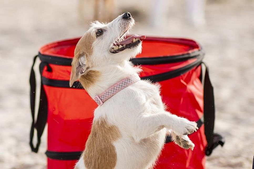 Dogdance ist für alle Hunde geeignet. (Copyright www.luebecker-bucht-ostsee.de)