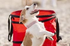 Dogdance ist für alle Hunde geeignet. (Copyright www.luebecker-bucht-ostsee.de)