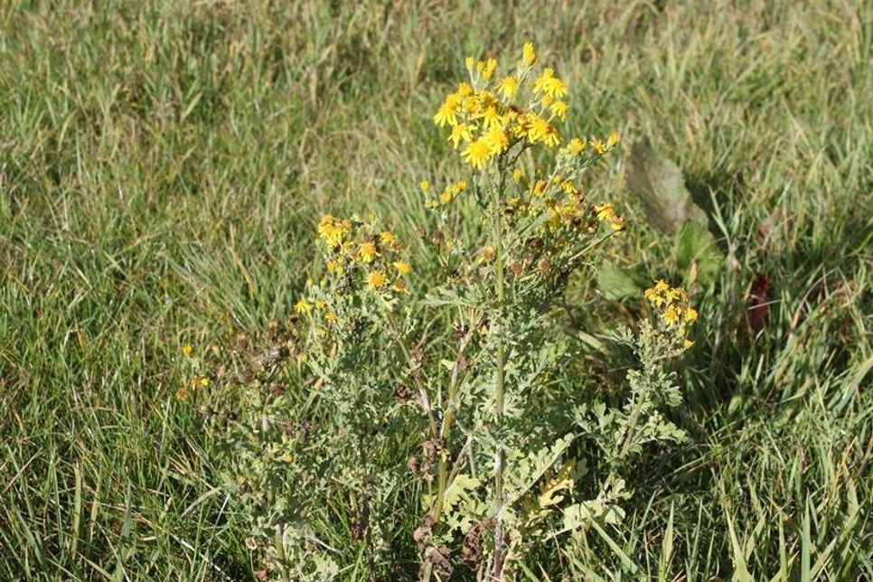 Das Jakobskreuzkraut sticht durch seine leuchtend gelben Blütenköpfe auf Anhieb ins Auge. Auf Wiesen und Weideflächen erkennt man die Giftpflanze häufig erst auf den zweiten Blick, da viele blühende Pflanzen ebenfalls gelbe Blüten tragen.