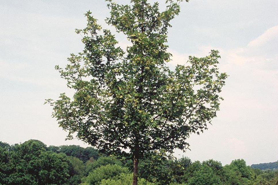 Als echter Allrounder für den Garten ist der Feldahorn robust und pflegeleicht.