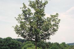 Als echter Allrounder für den Garten ist der Feldahorn robust und pflegeleicht.