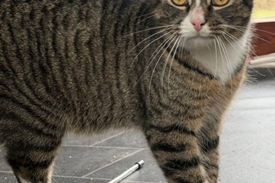 „Freddy“ gehört zu den stilleren Katzen, die leicht übersehen werden - dabei steckt in ihm ein treuer Begleiter mit viel Liebe und großem Bindungsvermögen für die richtigen Menschen.