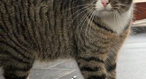 „Freddy“ gehört zu den stilleren Katzen, die leicht übersehen werden - dabei steckt in ihm ein treuer Begleiter mit viel Liebe und großem Bindungsvermögen für die richtigen Menschen.