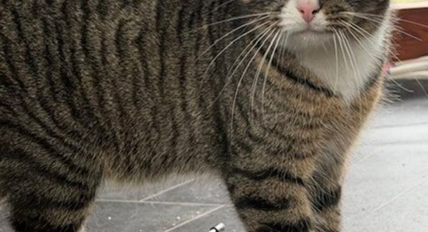 „Freddy“ gehört zu den stilleren Katzen, die leicht übersehen werden - dabei steckt in ihm ein treuer Begleiter mit viel Liebe und großem Bindungsvermögen für die richtigen Menschen.