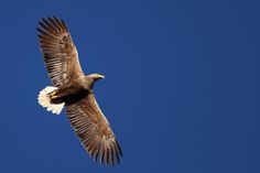 Majestätisch kreist der Seeadler - dank vielfältiger Schutzmaßnahmen heute wieder ein typisches Bild in Schleswig-Holstein.