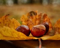 Blätter und Kastanien sind die Stars im Herbst. Andreas Nissen hat sie in Neustadt fotografiert.