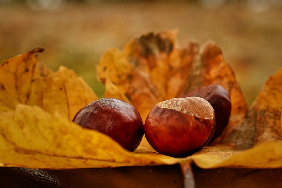 Blätter und Kastanien sind die Stars im Herbst. Andreas Nissen hat sie in Neustadt fotografiert.